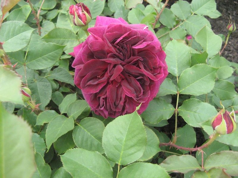 Rosa 'Munstead Wood' Rosa 'Munstead Wood'