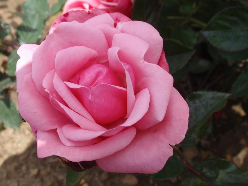 Rosa 'Pink Perpétué' Rosa 'Pink Perpétué'