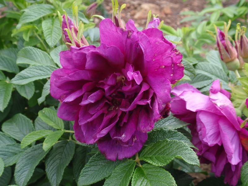 Rosa 'Roseraie de l'Hay' Rosa 'Roseraie de l'Hay'