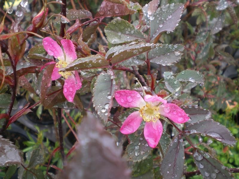 Rosa rubrifolia Rosa rubrifolia
