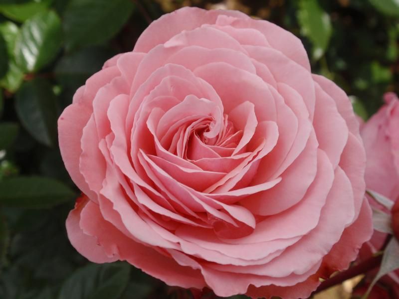 Rosa 'Sexy Rexy' Rosa 'Sexy Rexy'