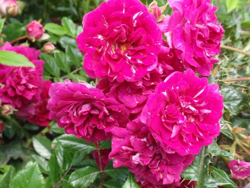 Rosa 'Super Excelsa' Rosa 'Super Excelsa'