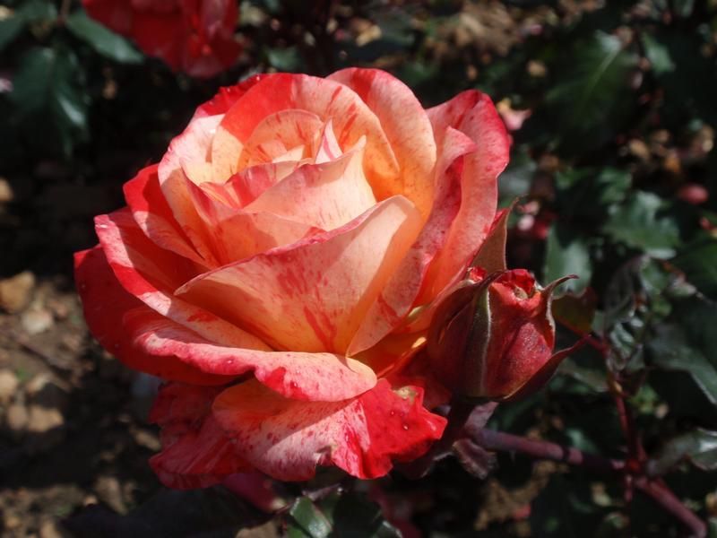 Rosa 'The Painter' Rosa 'The Painter'