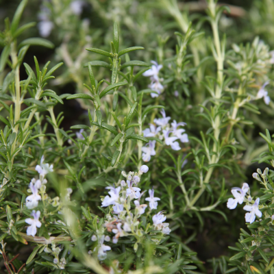 Rosmarinus officinalis 'Prostratus' Rosmarinus officinalis 'Prostratus'