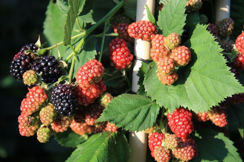 Rubus fruticosus 'Thornfree' Rubus fruticosus 'Thornfree'