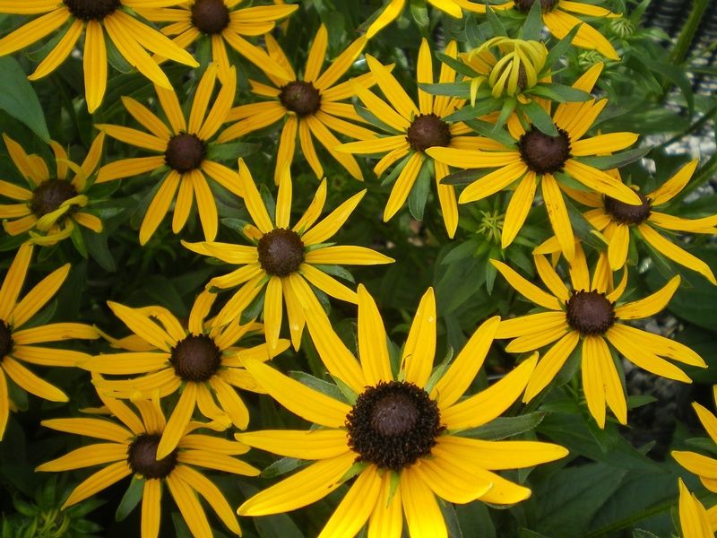 Rudbeckia 'Little Gold Star' Rudbeckia 'Little Gold Star'