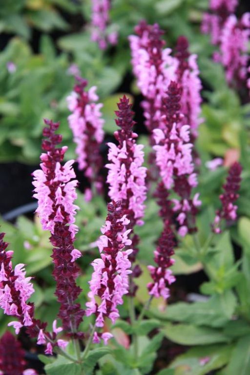 Salvia nemorosa 'Sensation Deep Rose Improved' Salvia nemorosa 'Sensation Deep Rose Improved'