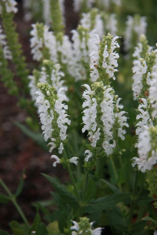 Salvia nemorosa 'Sensation White' Salvia nemorosa 'Sensation White'