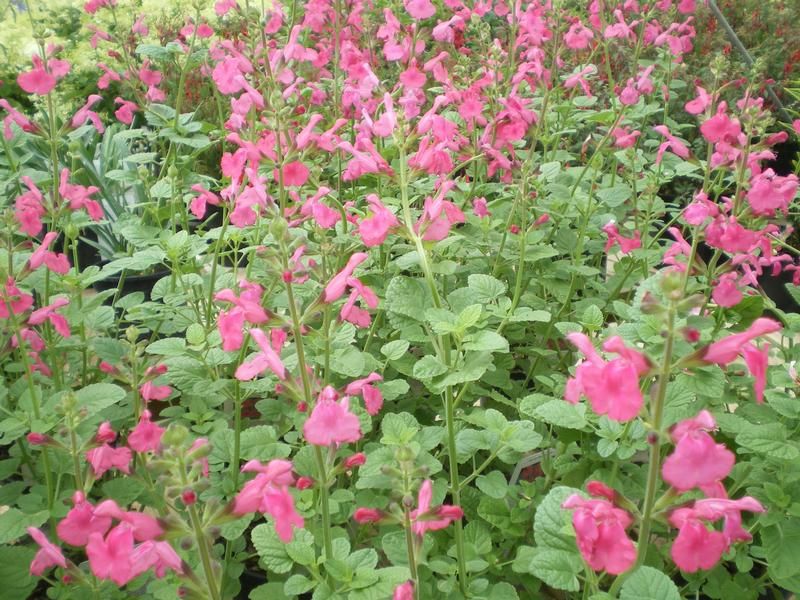 Salvia 'Penny's Smile' Salvia 'Penny's Smile'