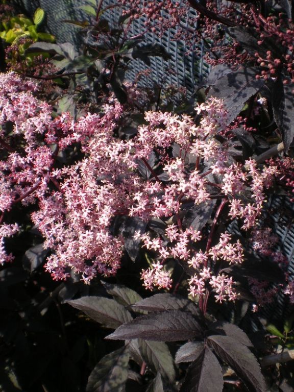 Sambucus nigra 'Black Beauty' Sambucus nigra 'Black Beauty'