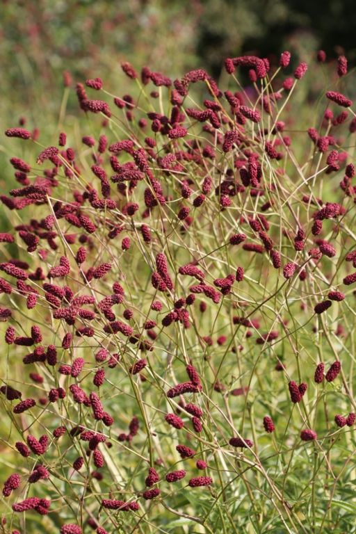 Sanguisorba officinalis 'Red Thunder' Sanguisorba officinalis 'Red Thunder'