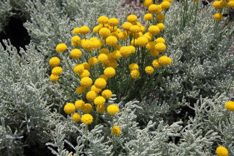 Santolina chamaecyparissus Santolina chamaecyparissus