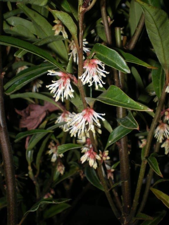 Sarcococca hookeriana var. digyna 'Purple Stem' Sarcococca hookeriana var. digyna 'Purple Stem'