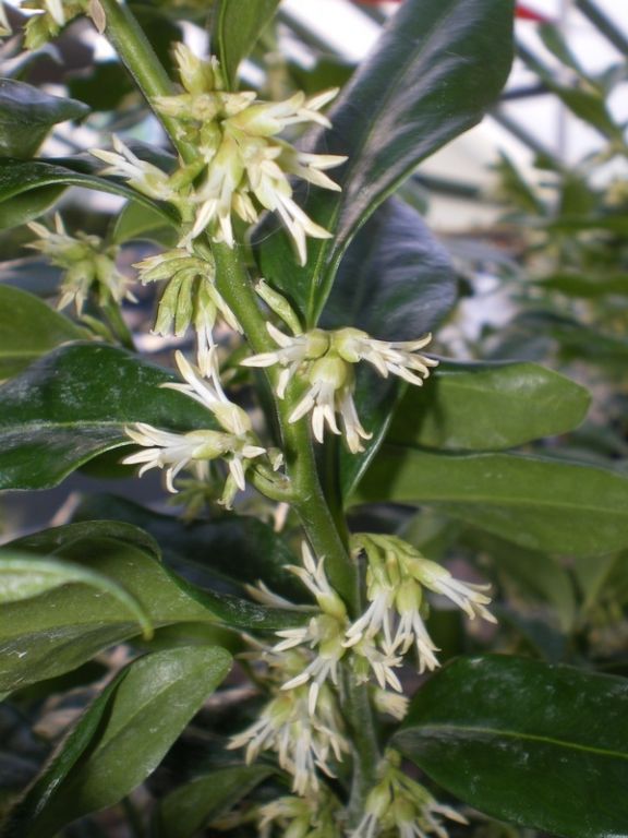 Sarcococca ruscifolia Sarcococca ruscifolia