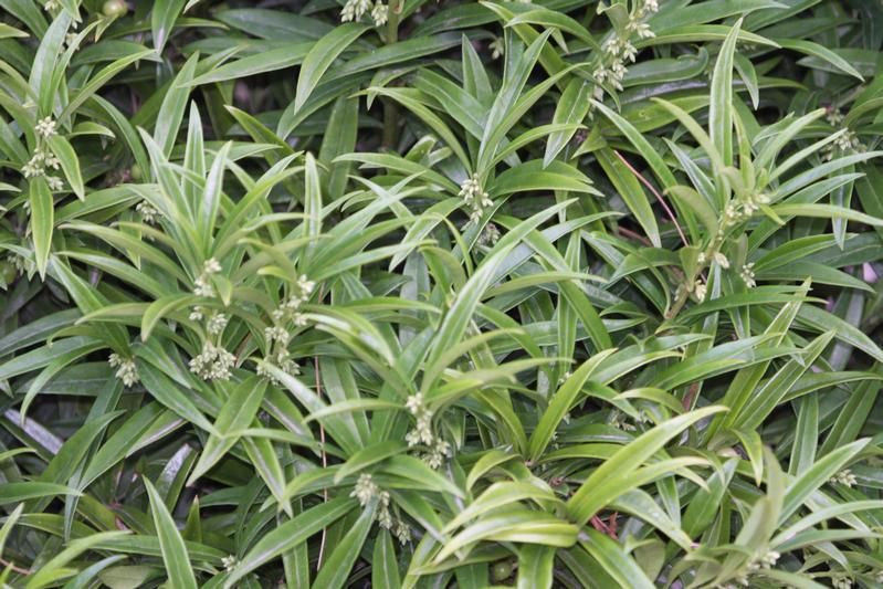 Sarcococca saligna Sarcococca saligna