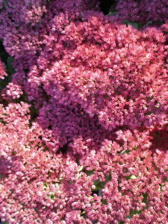Sedum 'Autumn Joy' syn 'Herbstfreude' Sedum 'Autumn Joy' syn 'Herbstfreude'