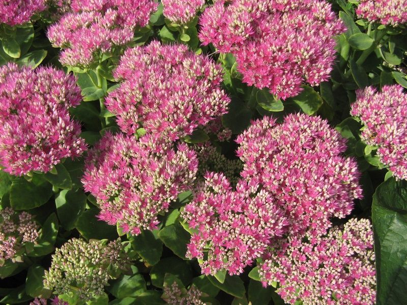 Sedum spectabile Brilliant Group Sedum spectabile Brilliant Group