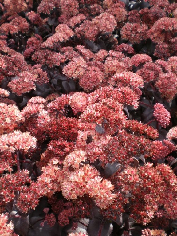 Sedum telephium (Atropurpureum Group) 'Purple Emperor' Sedum telephium (Atropurpureum Group) 'Purple Emperor'