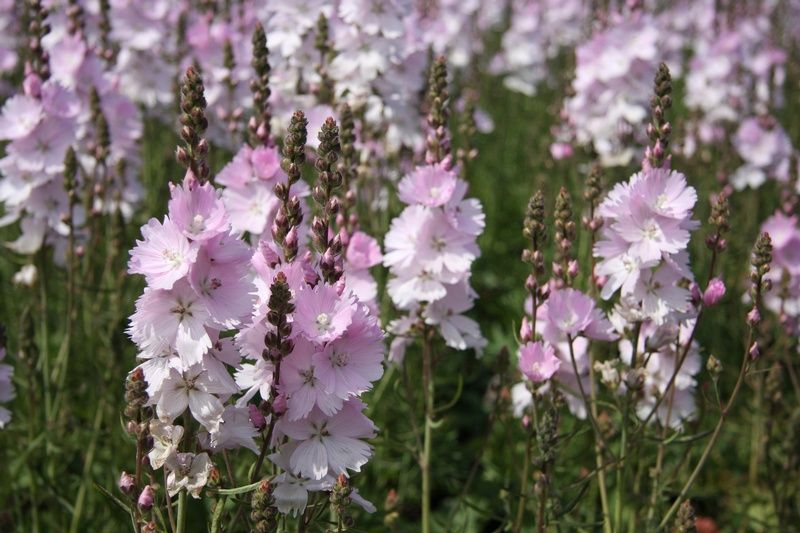 Sidalcea 'Elsie Heugh' Sidalcea 'Elsie Heugh'