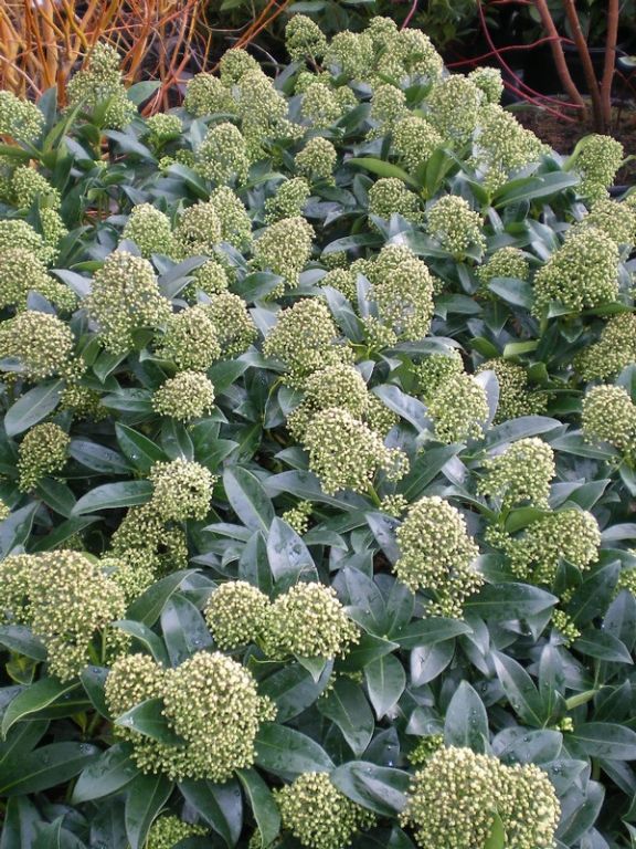 Skimmia japonica 'Fragrans' Skimmia japonica 'Fragrans'