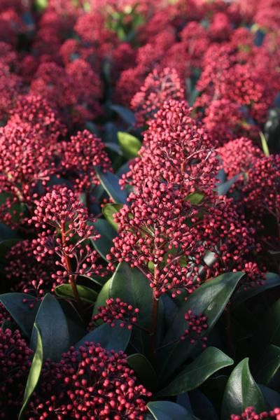 Skimmia japonica ‘Rubella’ Skimmia japonica ‘Rubella’