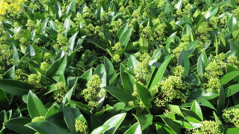 Skimmia japonica 'Silvretta' Skimmia japonica 'Silvretta'