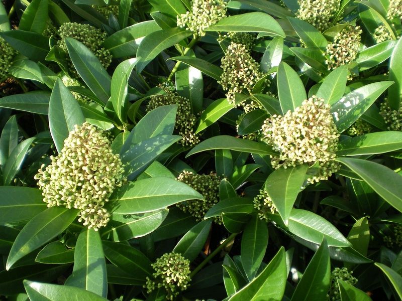 Skimmia x confusa 'Kew Green' Skimmia x confusa 'Kew Green'