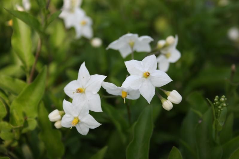 Solanum jasminoides 'Album' Solanum jasminoides 'Album'
