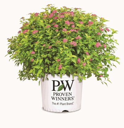 Spiraea Double Play® range