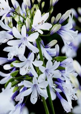 Agapanthus