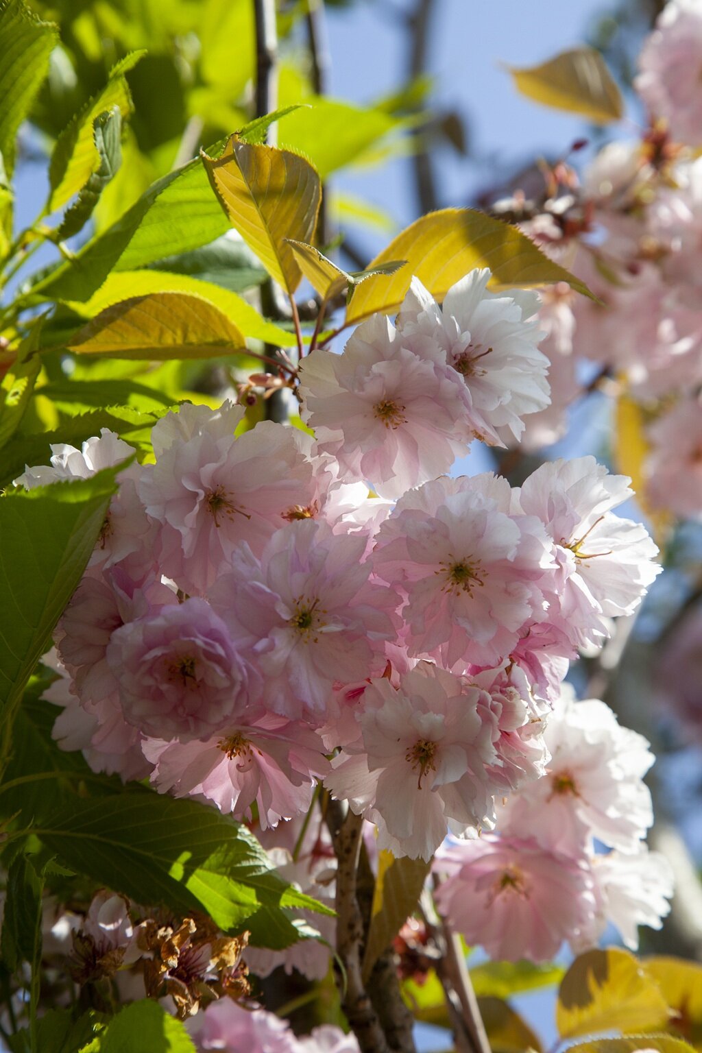 Spring Flowering Cherry