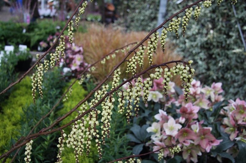 Stachyurus praecox Stachyurus praecox