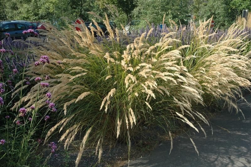 Stipa calamagrostis Stipa calamagrostis