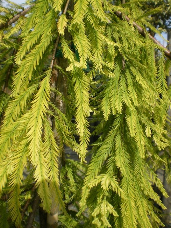 Taxodium distichum 'Cascade Falls' Taxodium distichum 'Cascade Falls'