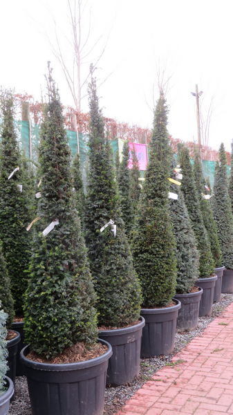 Taxus