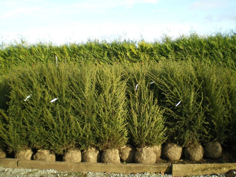 Taxus Baccata Taxus Baccata