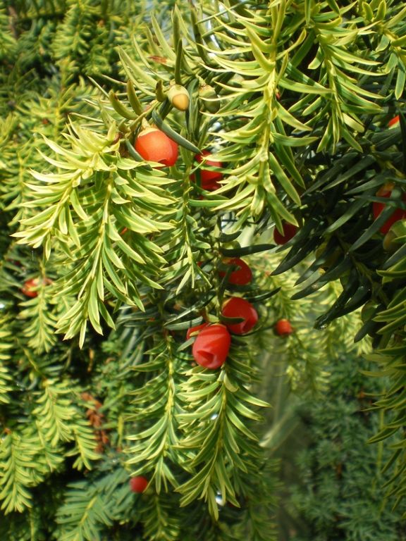 Taxus baccata 'Dovastonii Aurea' Taxus baccata 'Dovastonii Aurea'