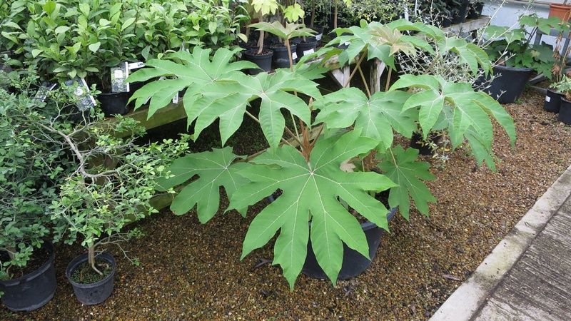 Tetrapanax papyrifer Tetrapanax papyrifer