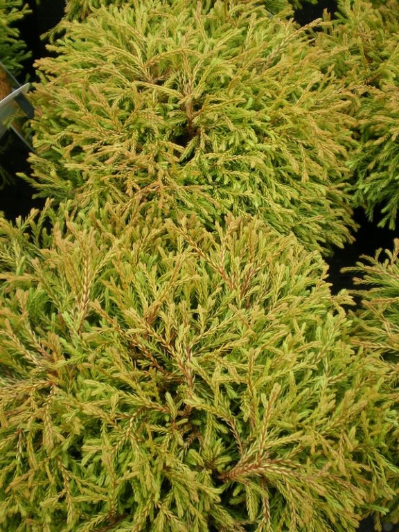Thuja occidentalis 'Golden Tuffet' Thuja occidentalis 'Golden Tuffet'