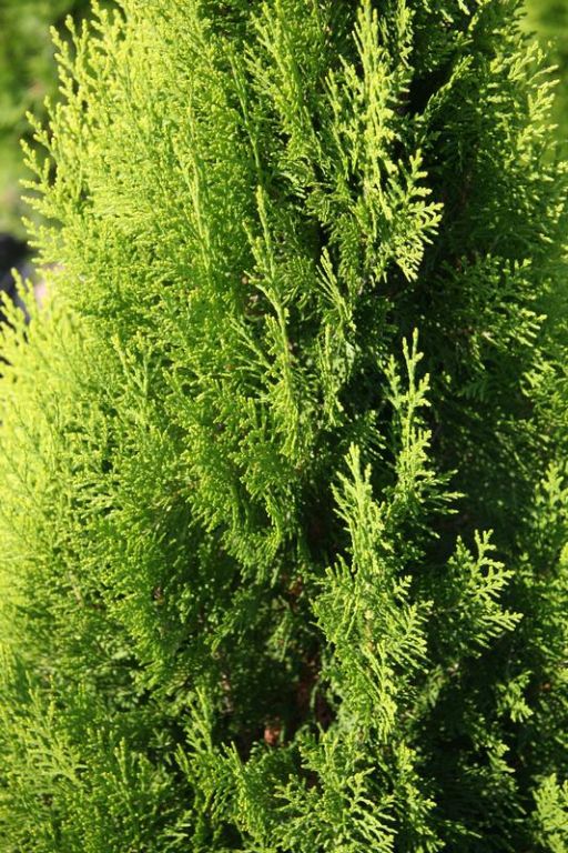 Thuja orientalis 'Pyramidalis Aurea' Thuja orientalis 'Pyramidalis Aurea'