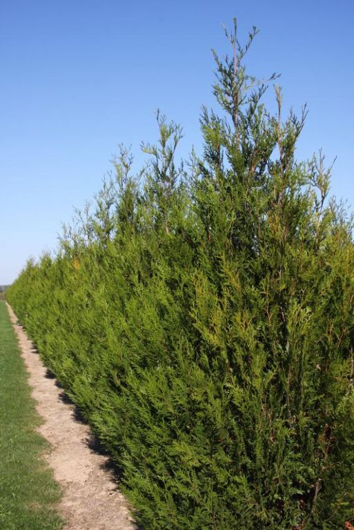 Thuja plicata 'Atrovirens' Thuja plicata 'Atrovirens'