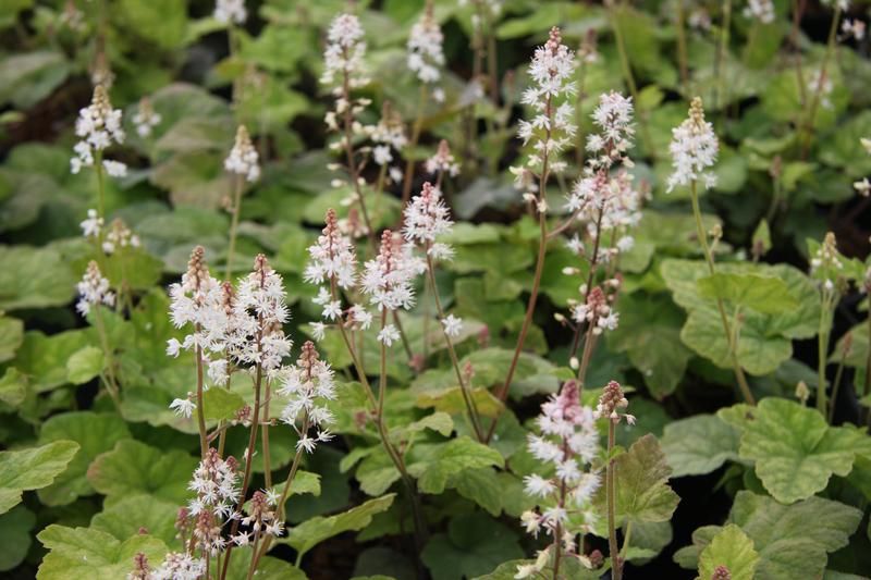 Tiarella wherryi Tiarella wherryi
