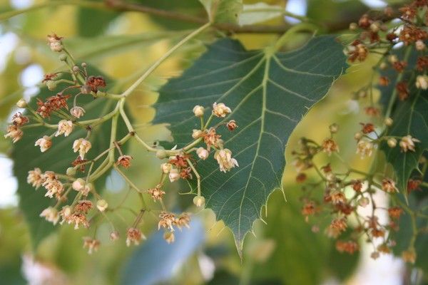 Tilia henryana Tilia henryana