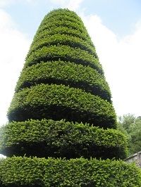 Topiary