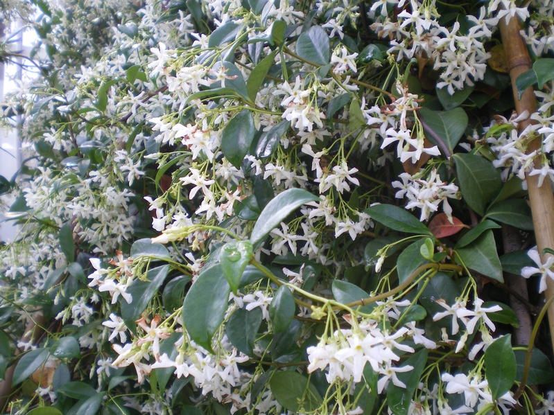Trachelospermum jasminoides Trachelospermum jasminoides