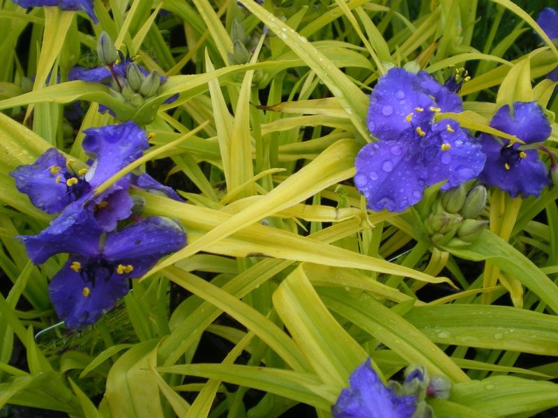Tradescantia (Andersoniana Group) 'Blue and Gold' Tradescantia (Andersoniana Group) 'Blue and Gold'