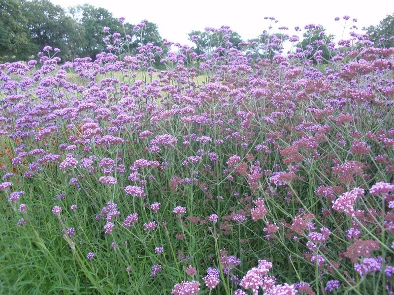 Verbena Bonariensis Factsheets Provender Nurseries Wholesale