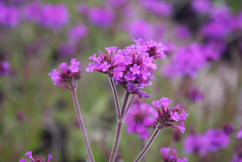 Verbena rigida Verbena rigida