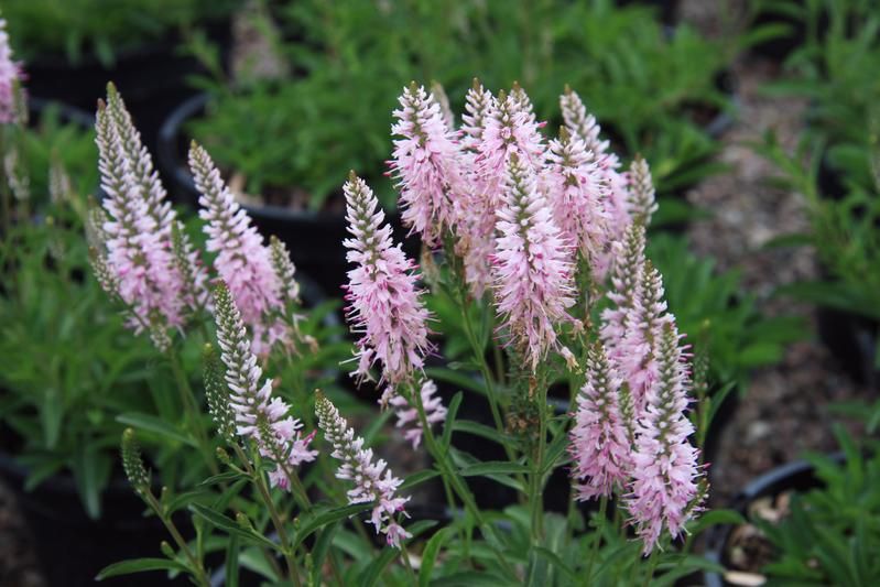 Veronica 'Inspire Pink' Veronica 'Inspire Pink'