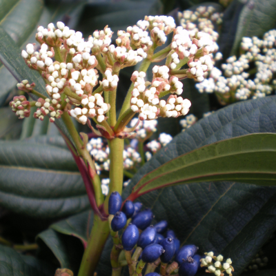Viburnum davidii Viburnum davidii